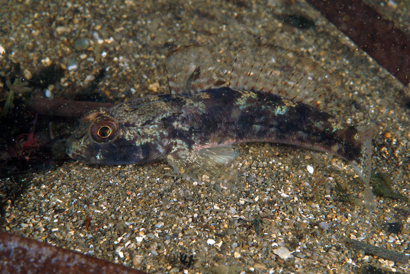 Gobius niger e Gobius incognitus